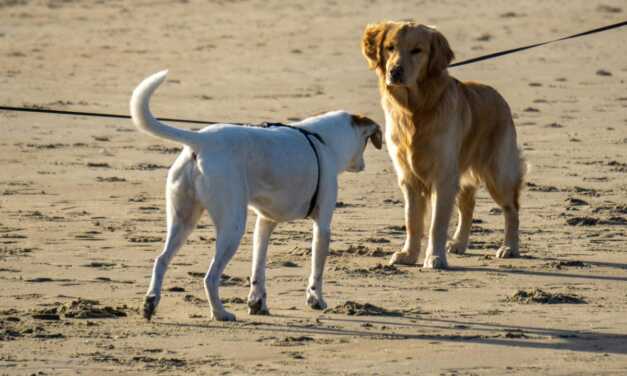5 Pasos Para Presentar Tu Nueva Mascota A Tus Otras Mascotas