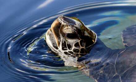 Tortugas acuáticas vs. tortugas terrestres: ¿Cuál es la adecuada para ti?