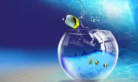 ¿Cómo configurar y mantener un acuario saludable?