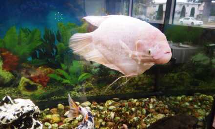 Cómo crear un acuario hermoso y saludable