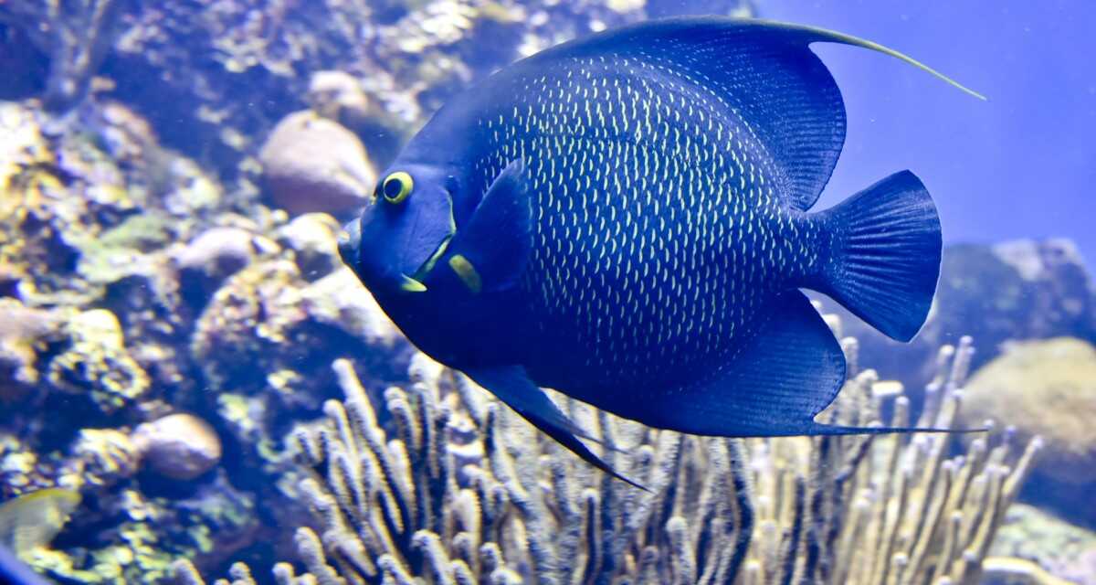 5 Errores Comunes que Debes Evitar al Mantener Peces de Acuario
