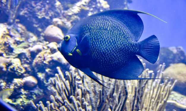 5 erreurs courantes à éviter lorsqu&rsquo;on garde des poissons de compagnie