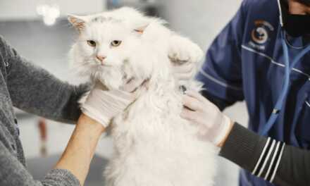 Controles de salud esenciales para tu gato