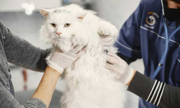 Controles de salud esenciales para tu gato