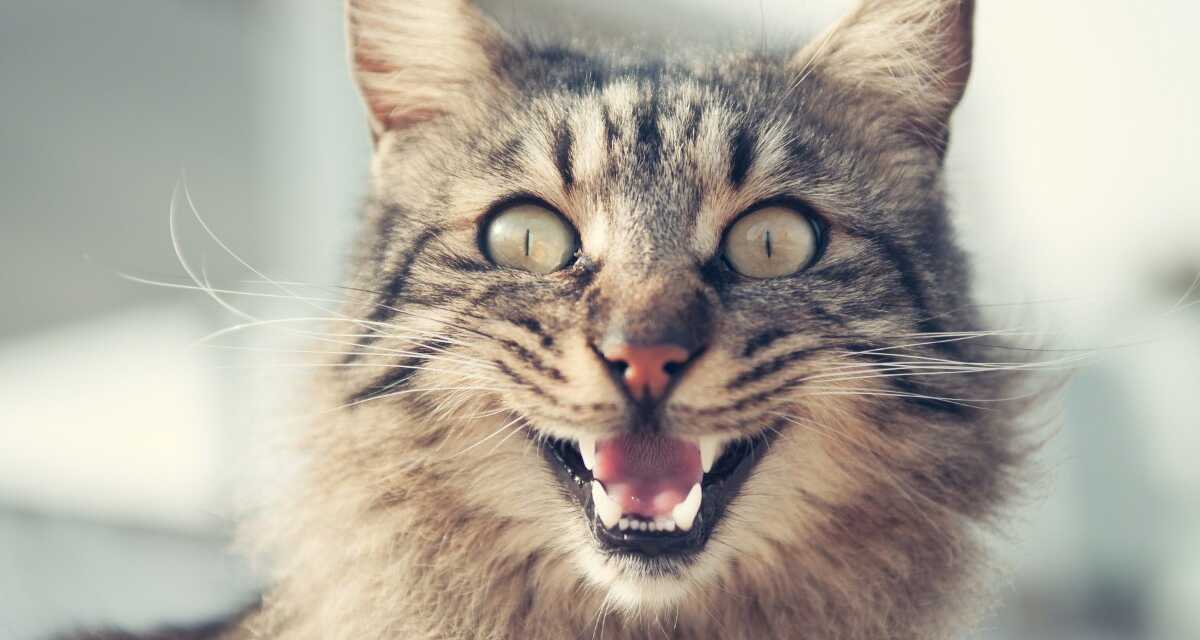 Entendiendo el lenguaje corporal de tu gato