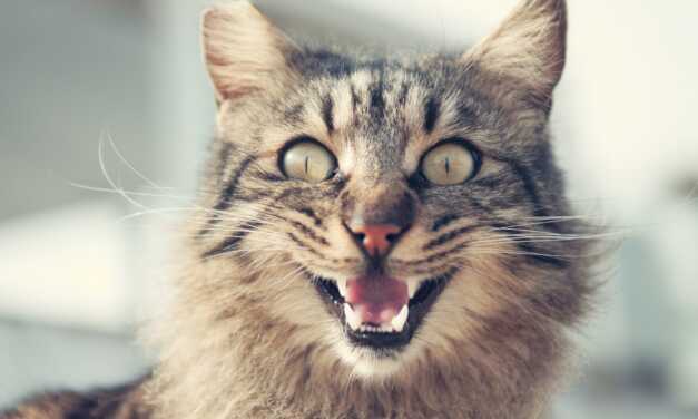 Comprendre le langage corporel de votre chat