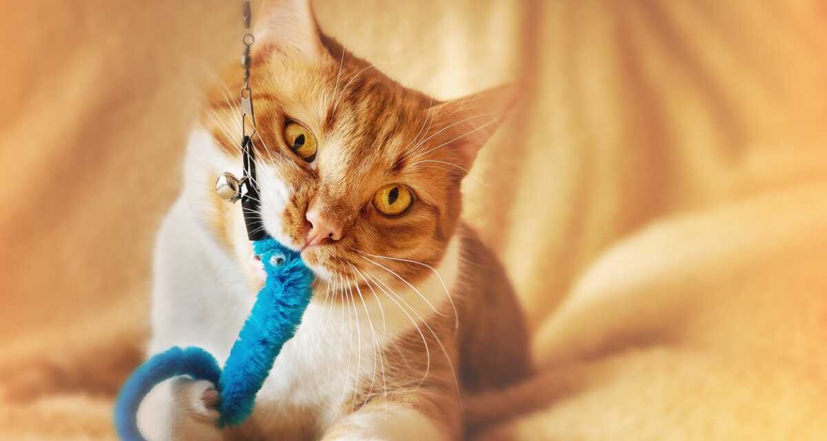 Mejores Juguetes y Juegos para Mantener a Tu Gato Comprometido