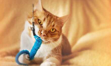 Mejores Juguetes y Juegos para Mantener a Tu Gato Comprometido