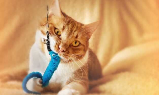 Meilleurs jouets et jeux pour maintenir votre chat engagé