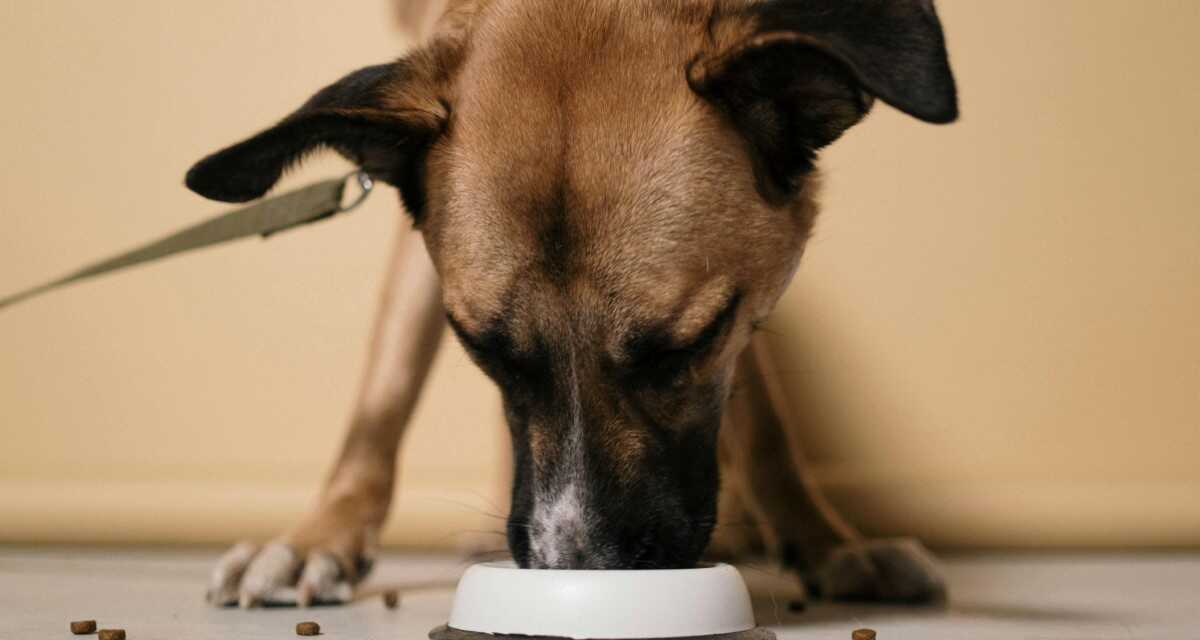 La mejor dieta para un perro sano y feliz