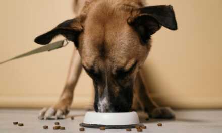 La mejor dieta para un perro sano y feliz