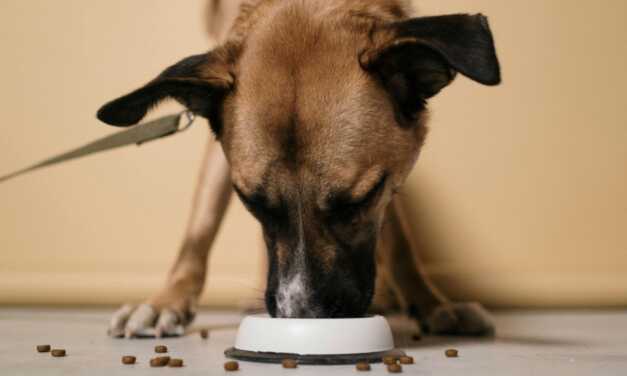 La mejor dieta para un perro sano y feliz