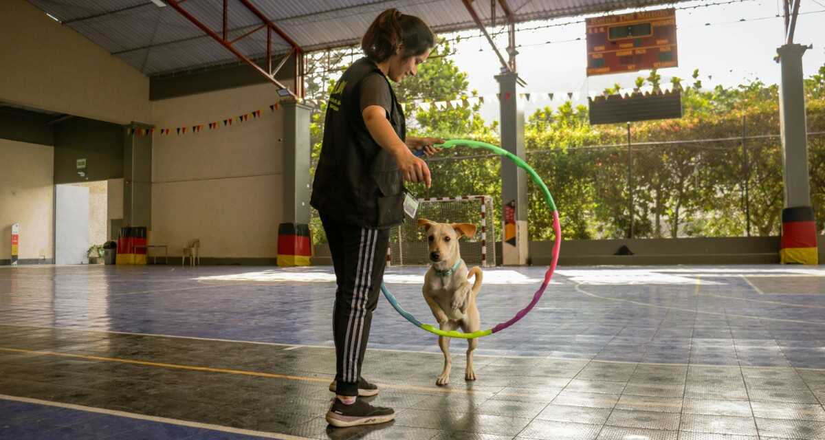 Fundamentos del entrenamiento de perros: Comandos que todo perro debería conocer