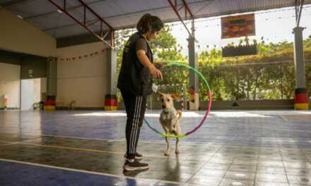 Bases du Dressage Canin : Commandes Essentielles pour Votre Chien
