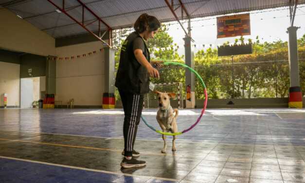 Fundamentos del entrenamiento de perros: Comandos que todo perro debería conocer