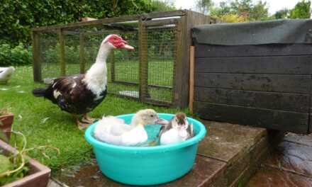 Cómo crear un patio trasero amigable para patos