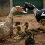 ¿Cómo mantener a tu pato a salvo de los depredadores?