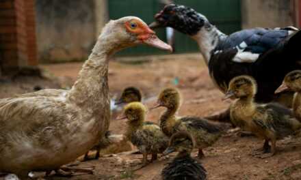 ¿Cómo mantener a tu pato a salvo de los depredadores?