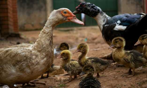 Comment Protéger Vos Canards des Prédateurs ?