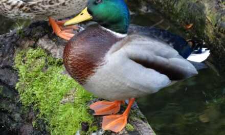 Consejos esenciales para el cuidado de patos para nuevos propietarios de mascotas