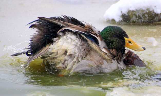 Routine Idéale pour Votre Canard