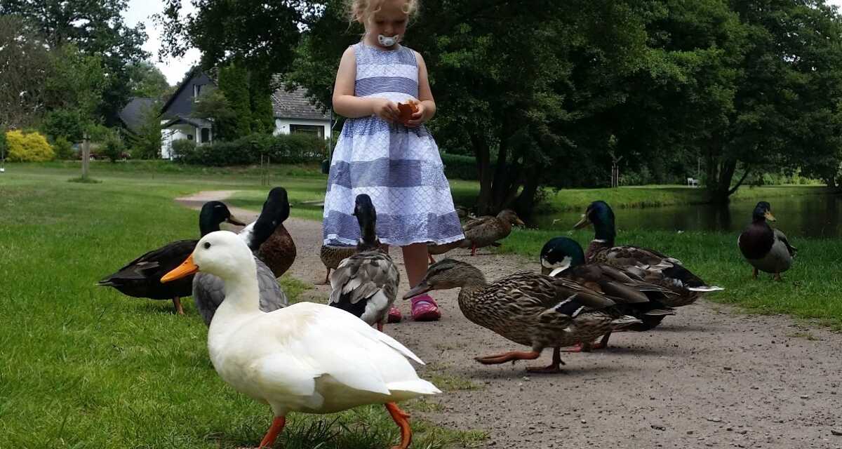 Los beneficios de tener patos como mascotas