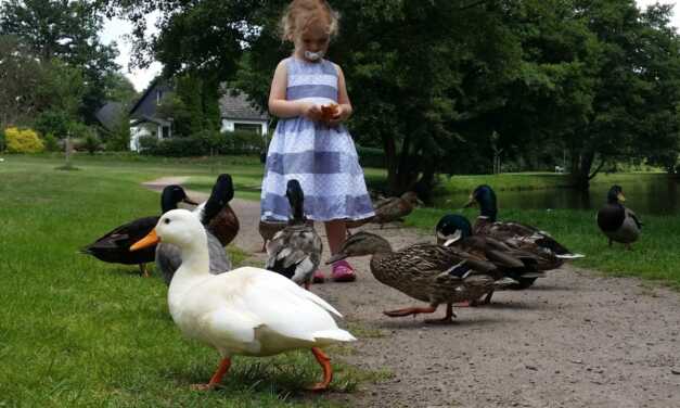 Avantages des Canards comme Animaux de Compagnie