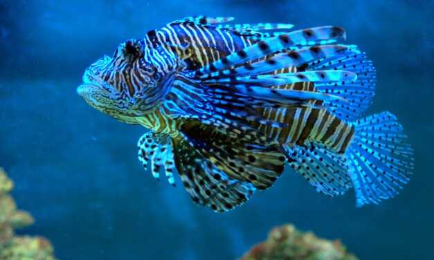 Le Guide Ultime pour Prendre Soin de Votre Poisson de Compagnie