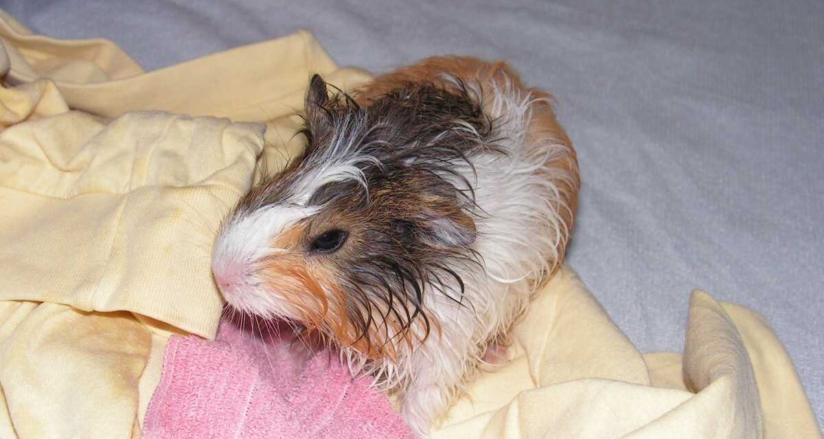 Cómo bañar a tu cobaya: Una guía paso a paso