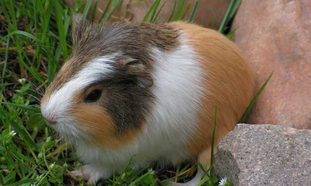 Cochon d&rsquo;Inde Malade : Signes et Solutions