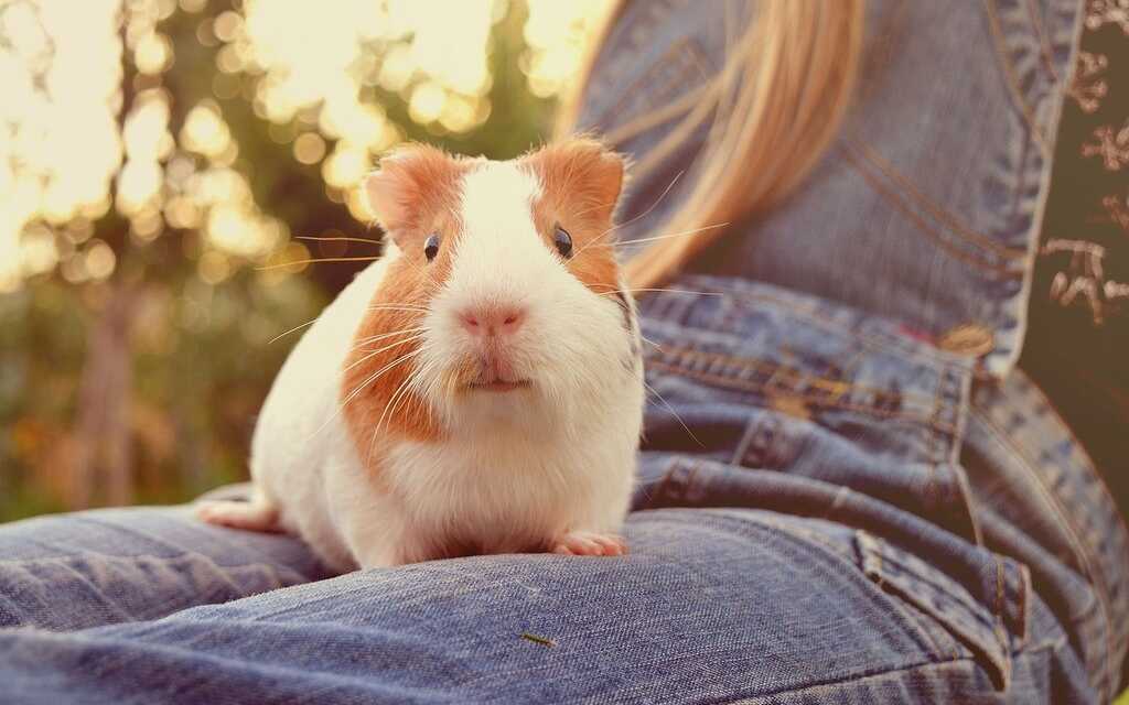 ¿Cómo crear un vínculo con tu cobaya?