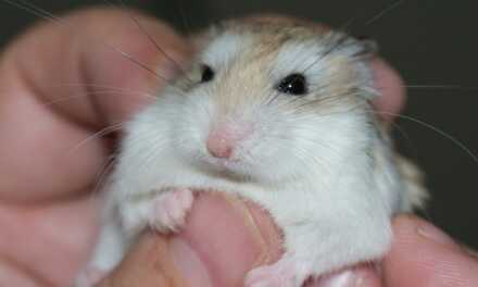 Problèmes de Santé Courants chez les Hamsters et Comment les Prévenir