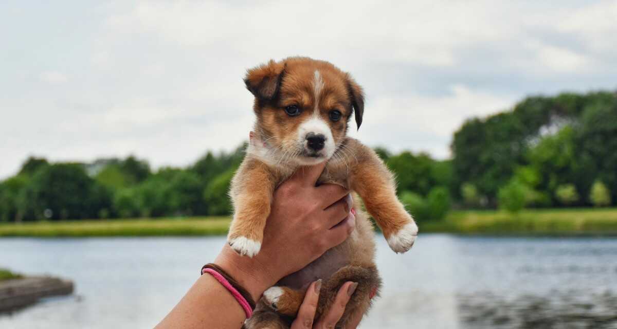 La Guía Definitiva para la Adopción Ética de Mascotas