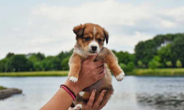 La Guía Definitiva para la Adopción Ética de Mascotas