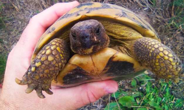 Guide de soins pour les tortues : Tout ce que vous devez savoir