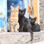 ¿Cómo manejar múltiples gatos en una casa?