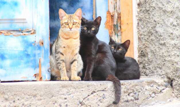 Comment gérer plusieurs chats dans une même maison ?