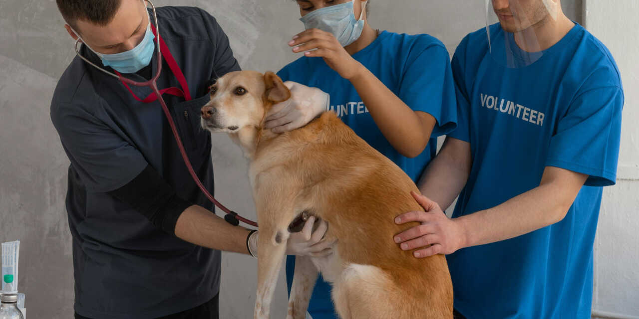 Comment choisir le bon vétérinaire pour votre animal de compagnie ?