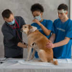 ¿Cómo elegir al veterinario adecuado para tu mascota?