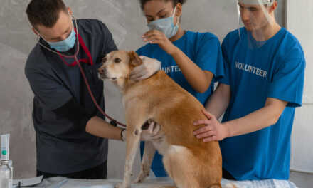 ¿Cómo elegir al veterinario adecuado para tu mascota?